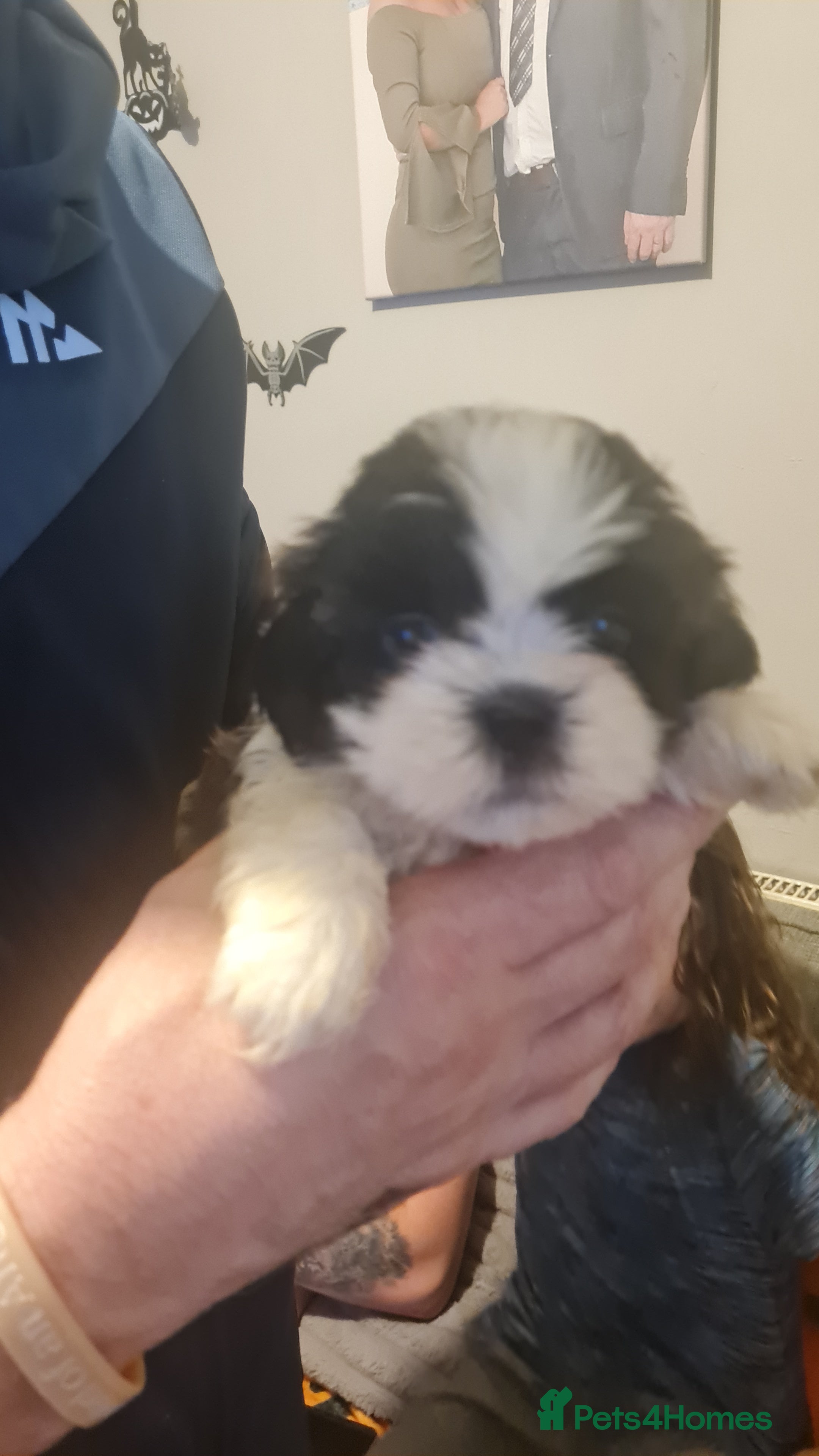 Shih Tzu dogs Shih tzu - Advert 1