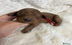 Goldendoodle dogs for sale: multigenerational Australian Golden doubledoodles - Image 13
