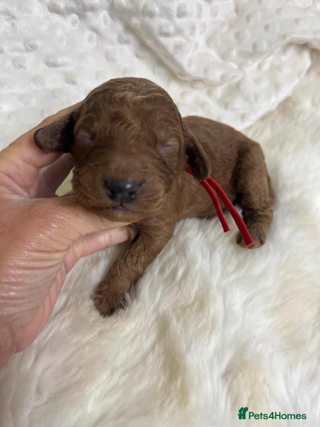 Goldendoodle dogs for sale: multigenerational Australian Golden doubledoodles - Image 13