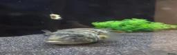 Pufferfish fish for sale: Fahaka puffer and tank - Advert 2