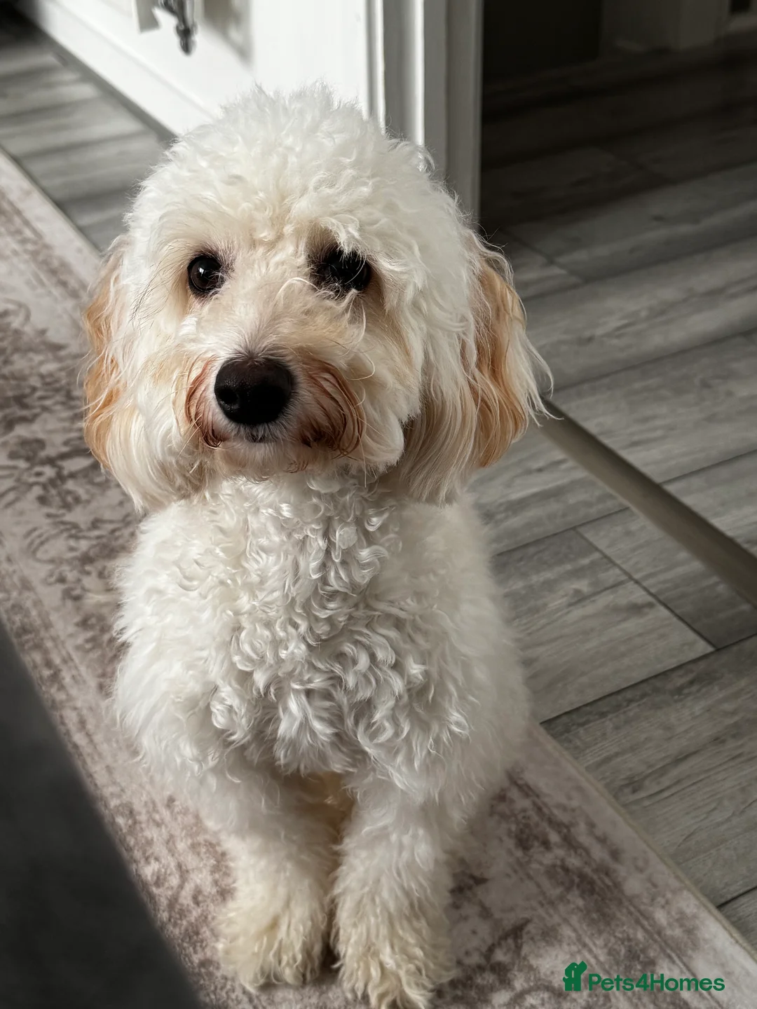 Cockapoo dogs for sale: Rehoming in King's Lynn - Advert 2