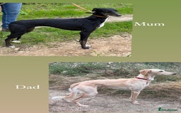 Mixed Breed dogs for sale: Lovely pup for sale - Image 2