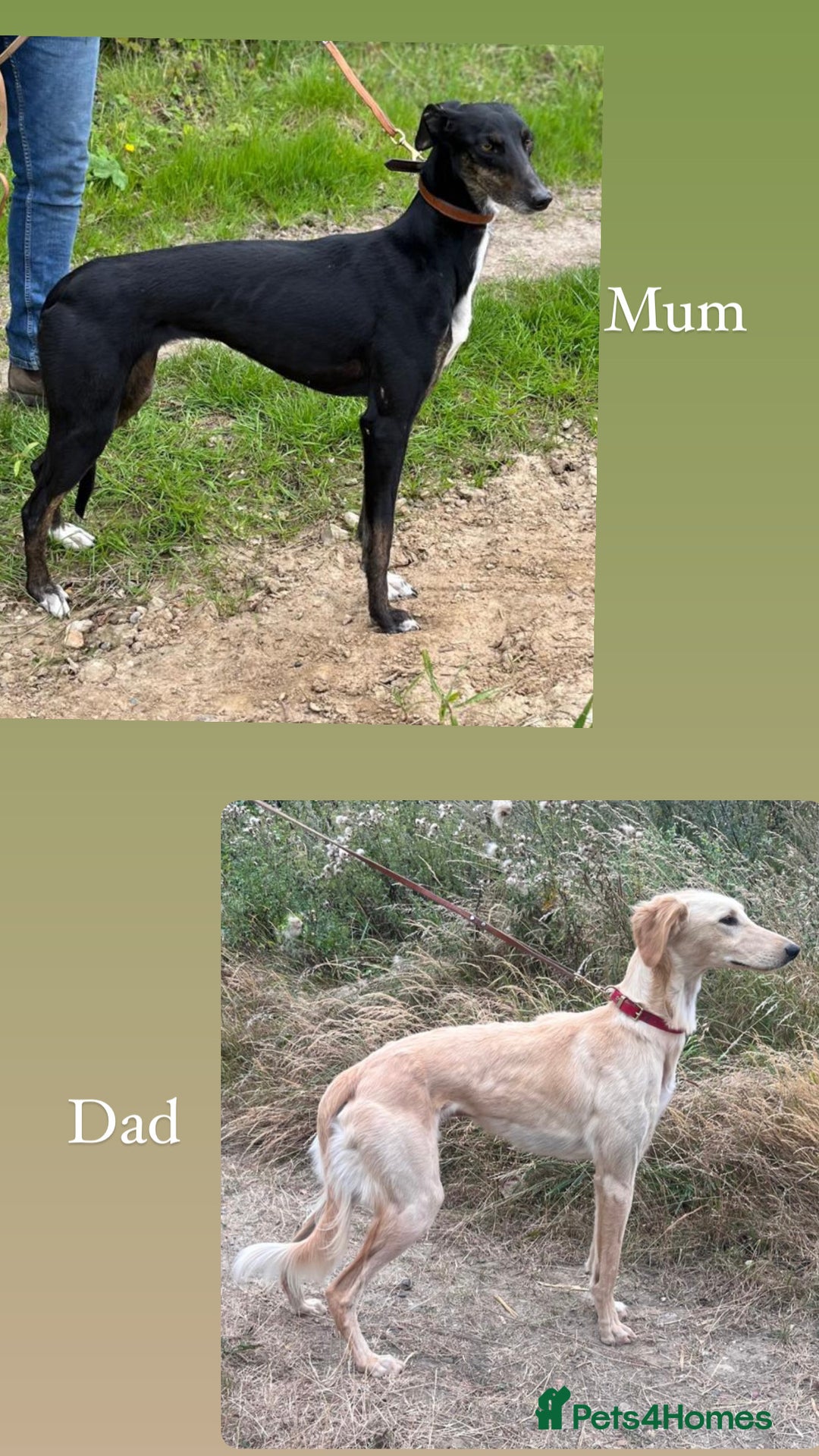 Mixed Breed dogs for sale: Lovely pup for sale - Image 2