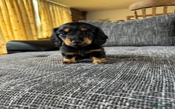 Miniature Dachshund dogs for sale: Miniature dachshund puppies  - Image 9