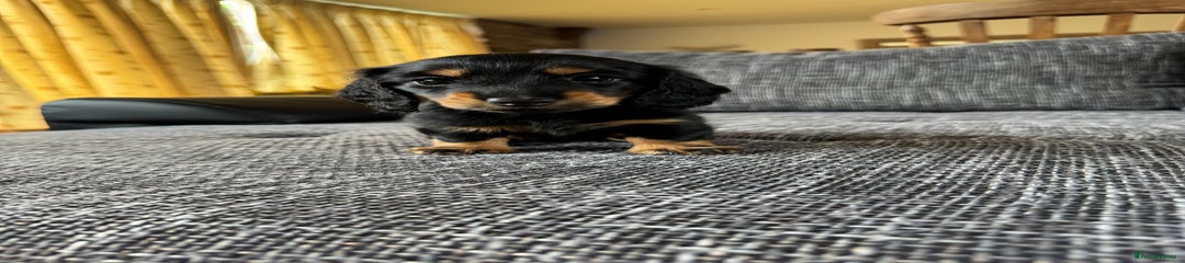 Miniature Dachshund Puppy 1