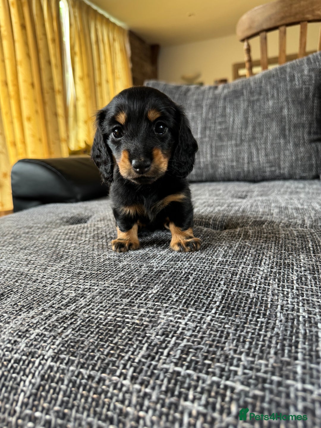 Miniature Dachshund dogs for sale: Miniature dachshund puppies  - Image 9