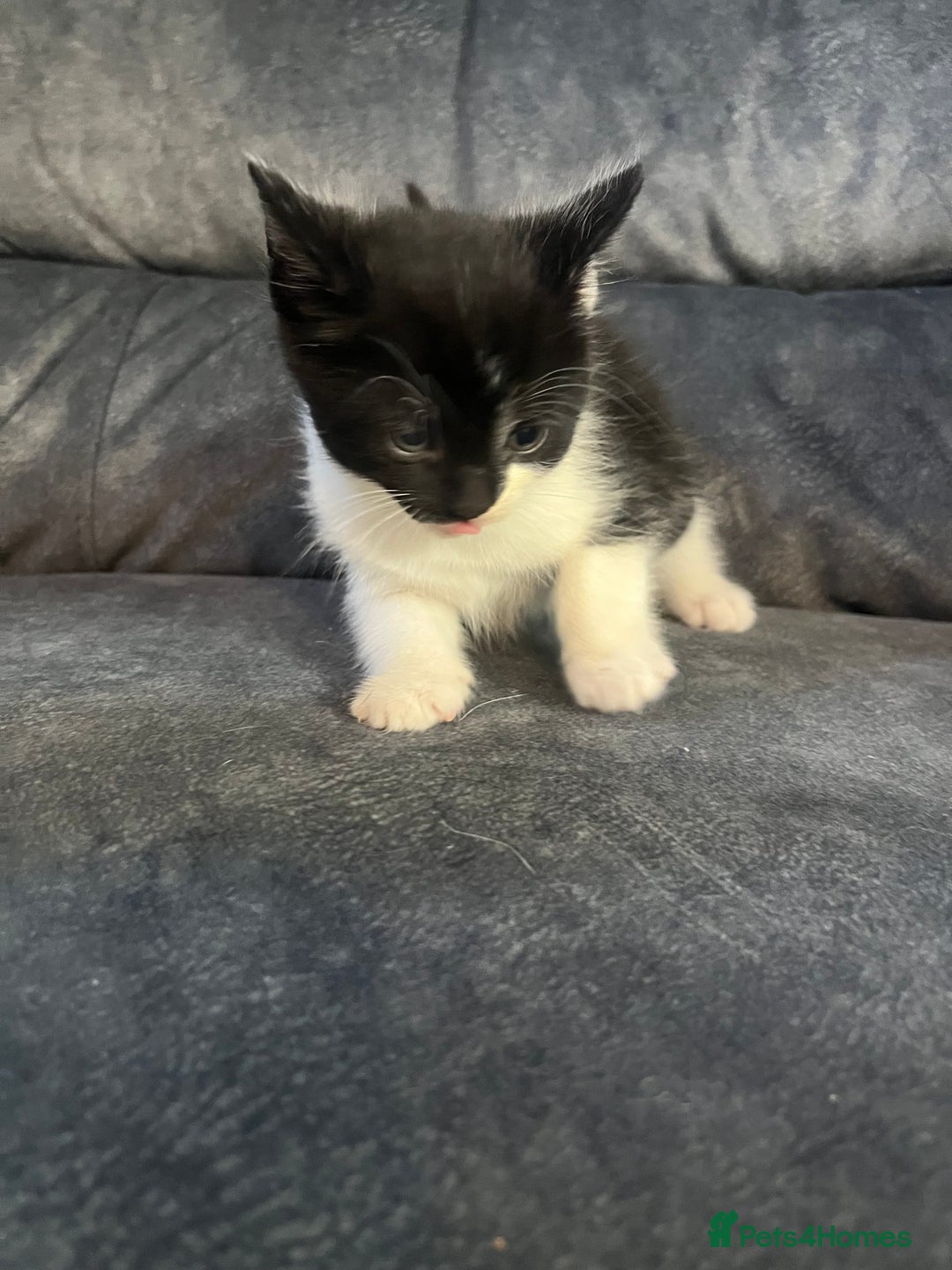 Turkish Angora cats for sale: Kittens ❤️ - Image 4