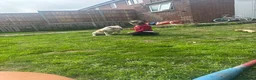 Old Tyme Bulldog dogs for sale: Old tyme English bulldog Belle  in Chesterfield - Advert 3