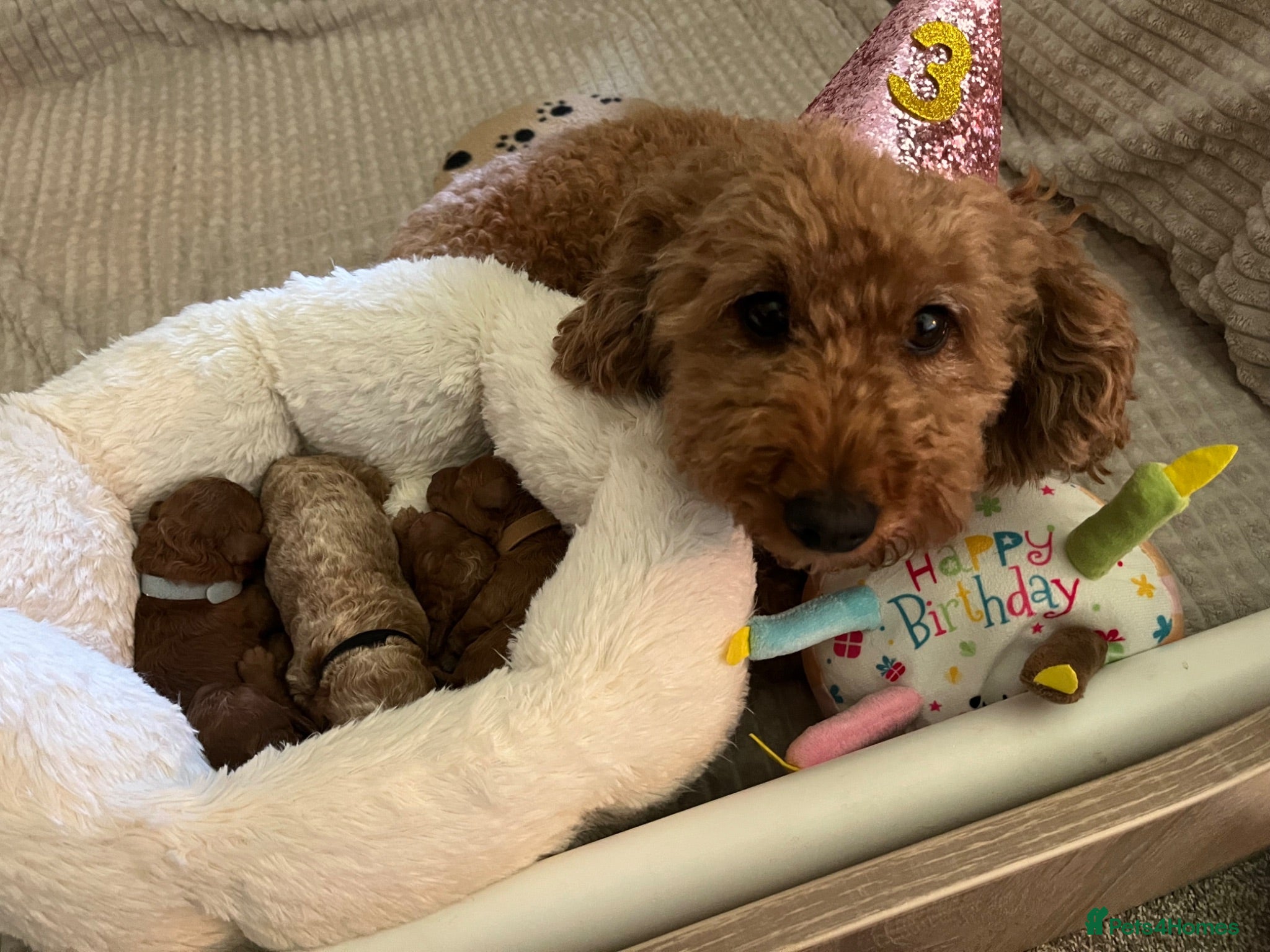 Labradoodle dogs Red miniature multi gen labradoodles - Advert 2