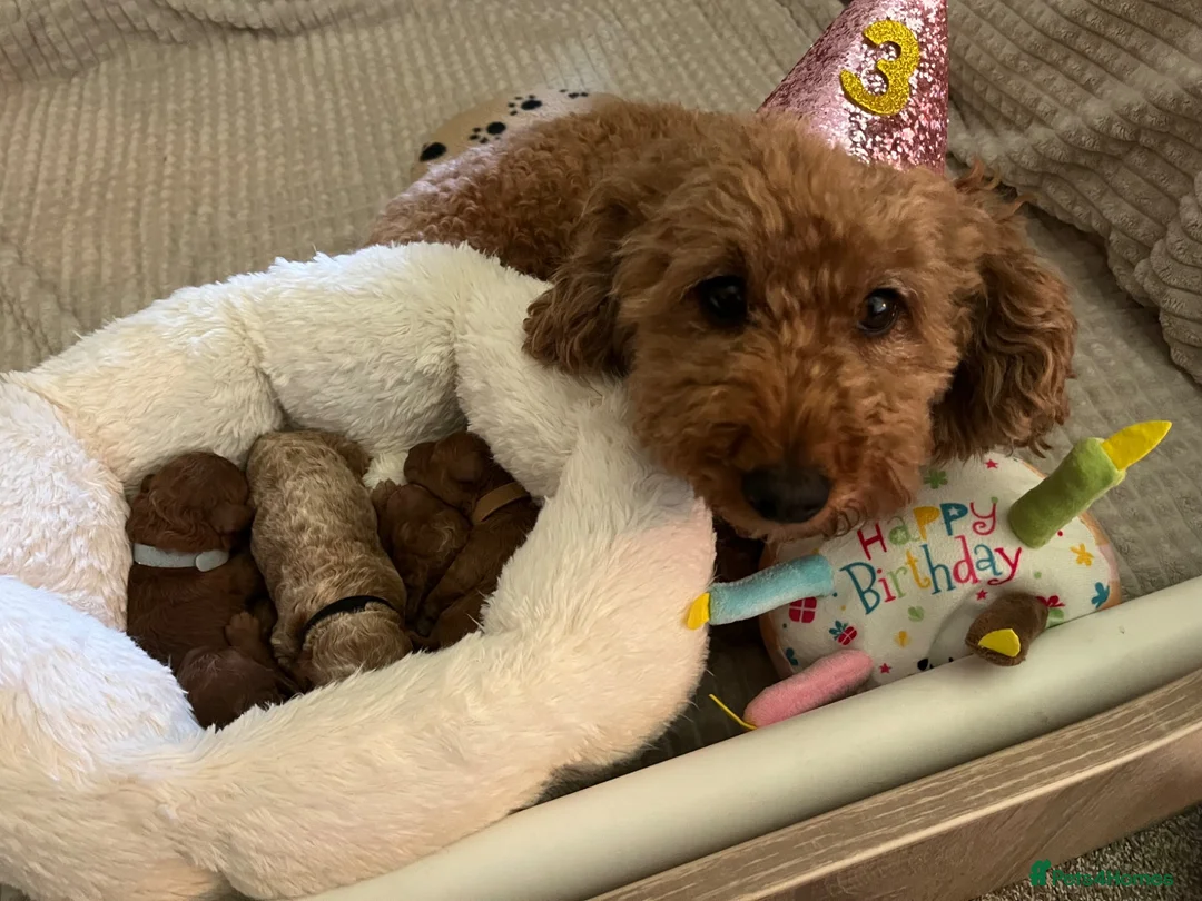 Labradoodle dogs for sale: Red miniature multi gen labradoodles - Advert 1