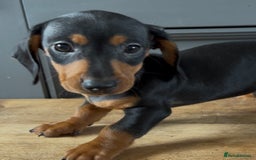 Dachshund dogs for sale: Ready Now, Male Black and Tan Dachshund  - Image 19