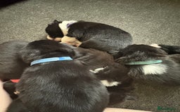 Mixed Breed dogs for sale: Females pups, rehoming ASAP - Image 7