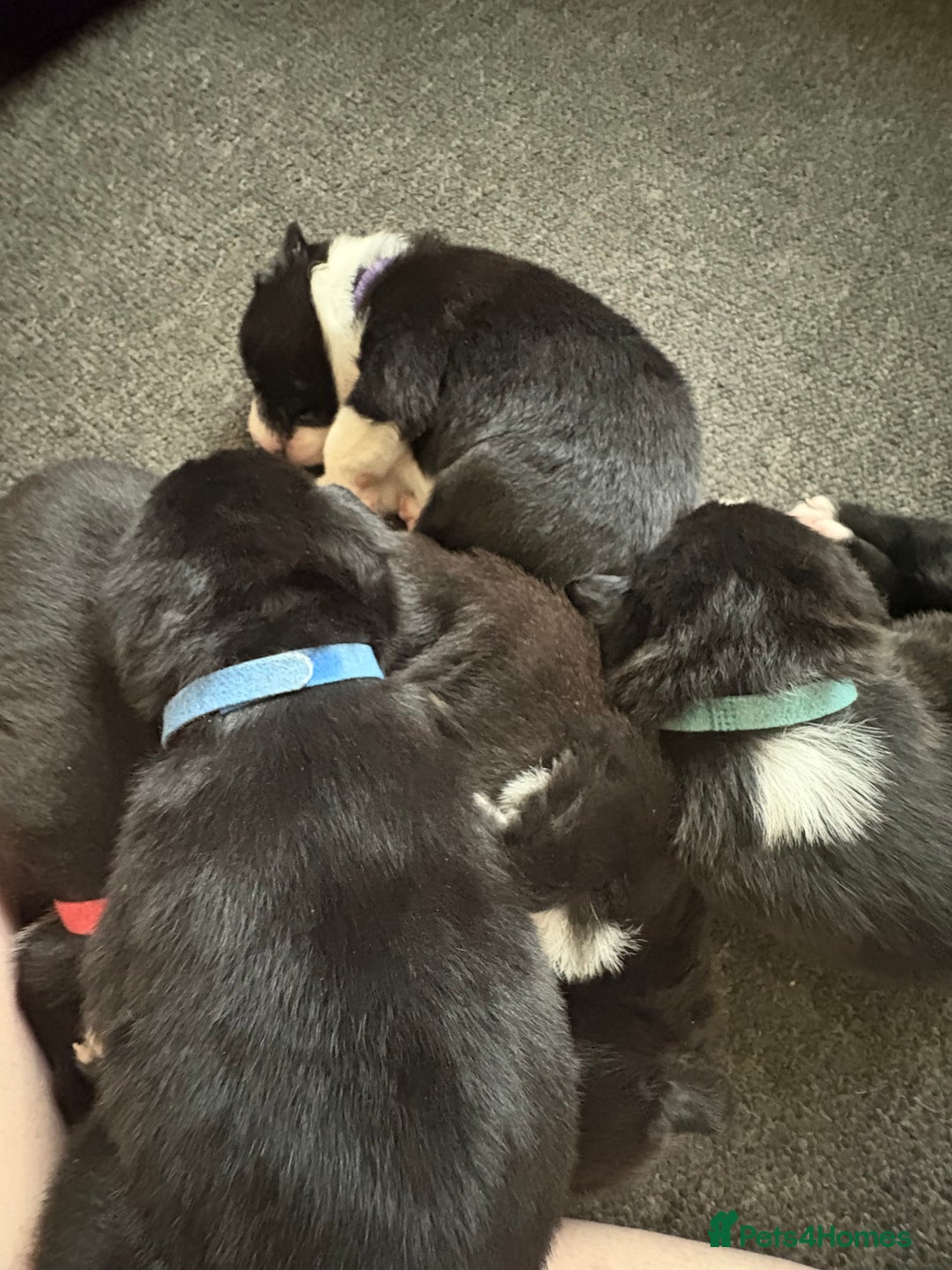 Mixed Breed dogs for sale: Females pups, rehoming ASAP - Image 7