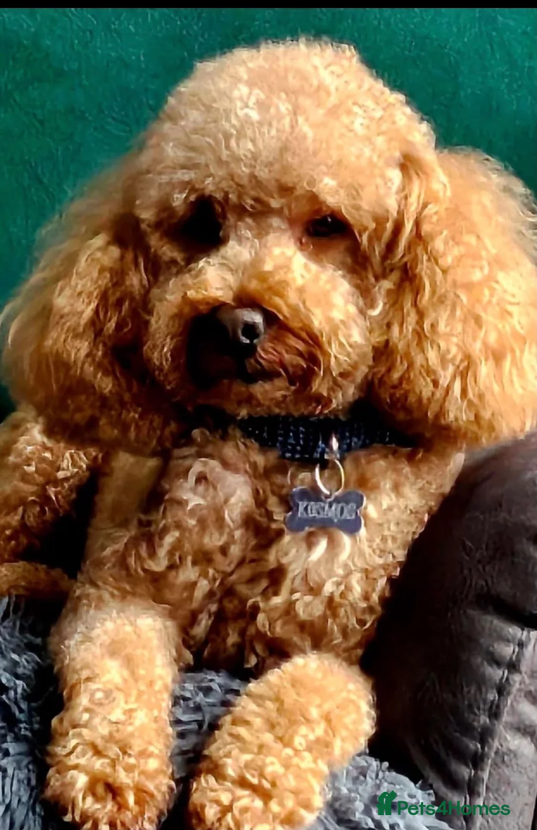 Cockapoo dogs for sale: 🐾 Cockapoo Puppies Due 8th November! ❤️ 🐾 in Ruardean - Advert 15