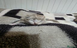 Mixed Breed cats for sale: Lovely mixed kittens 🐱😻😽👌 - Advert 7