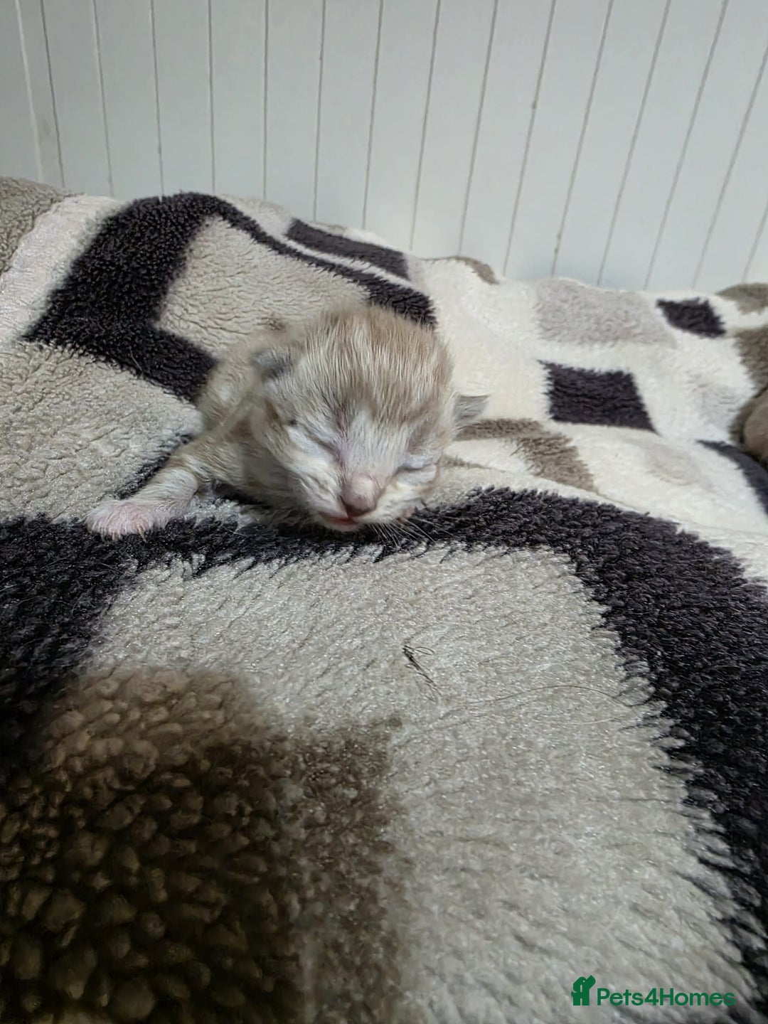 Mixed Breed cats for sale: Lovely mixed kittens 🐱😻😽👌 - Advert 7