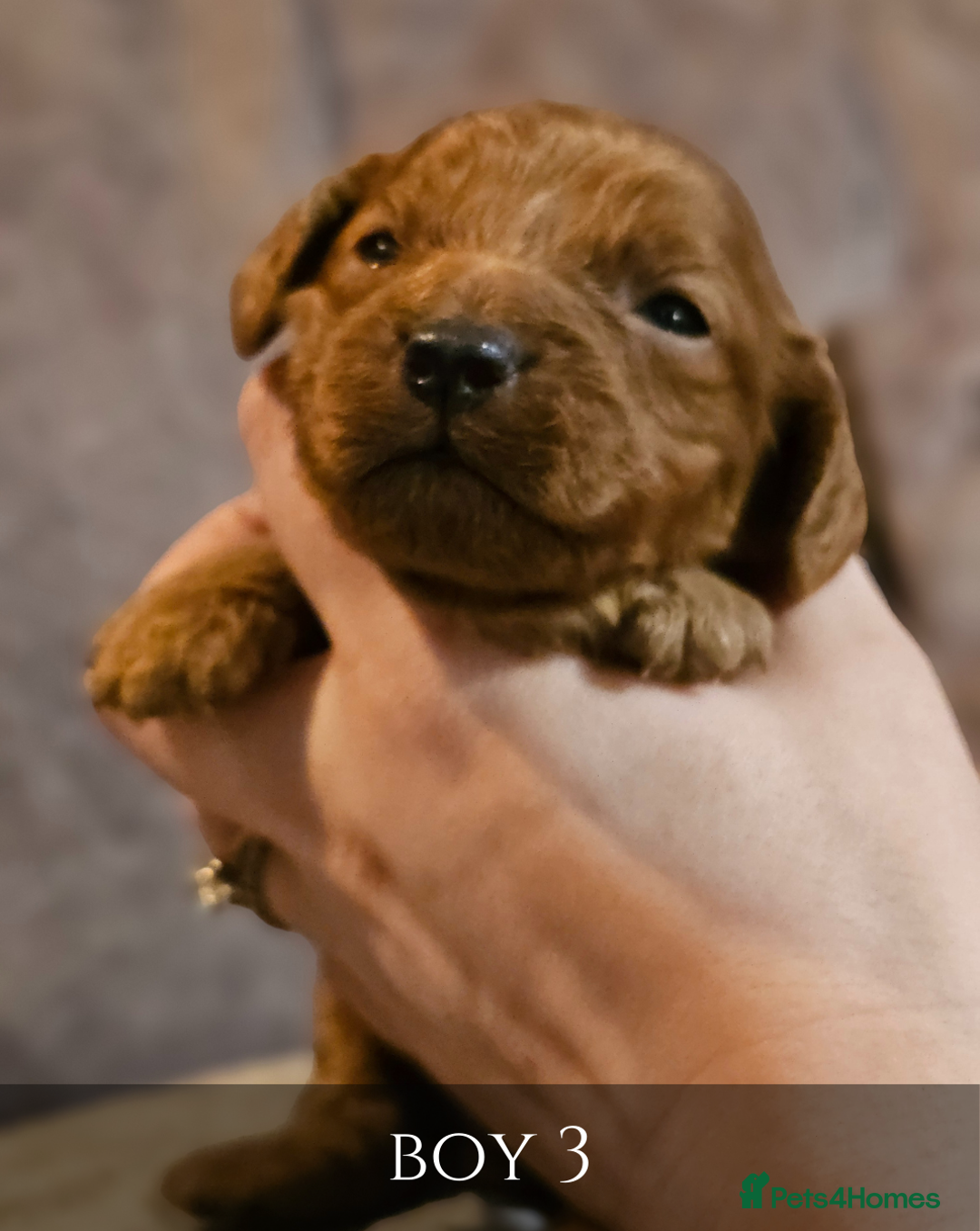 Cavapoo dogs for sale: 5 Beautiful Deep Red Cavapoo Pups - Advert 19