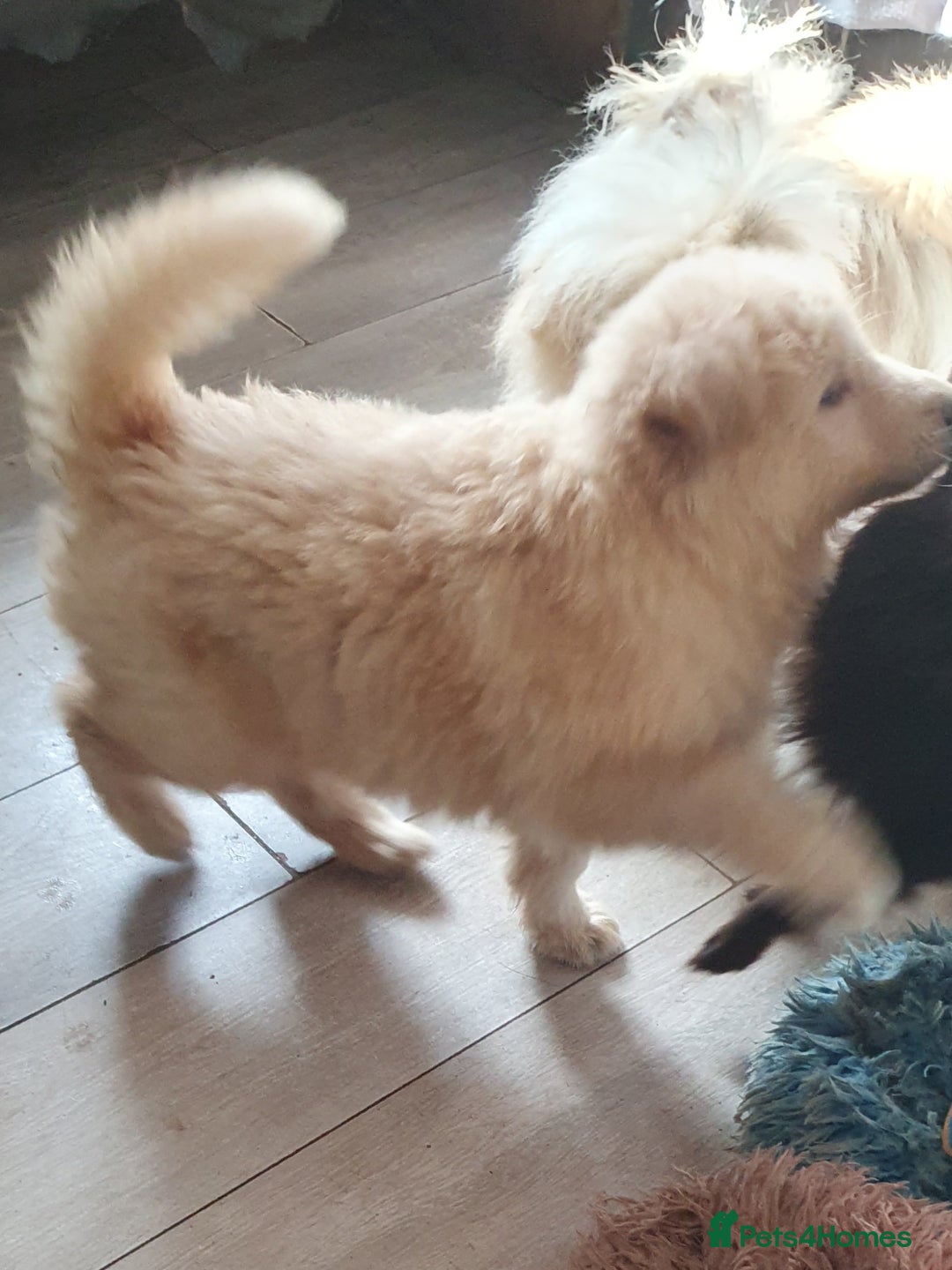 German Shepherd dogs for sale: Stunning white puppy 6 months old ready now in Horsham - Image 9