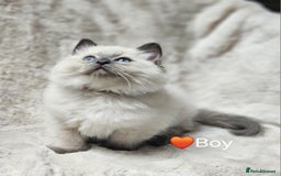 Ragdoll cats for sale: PURE RAGDOLL KITTENS 💜💙💚🤎 - Image 10