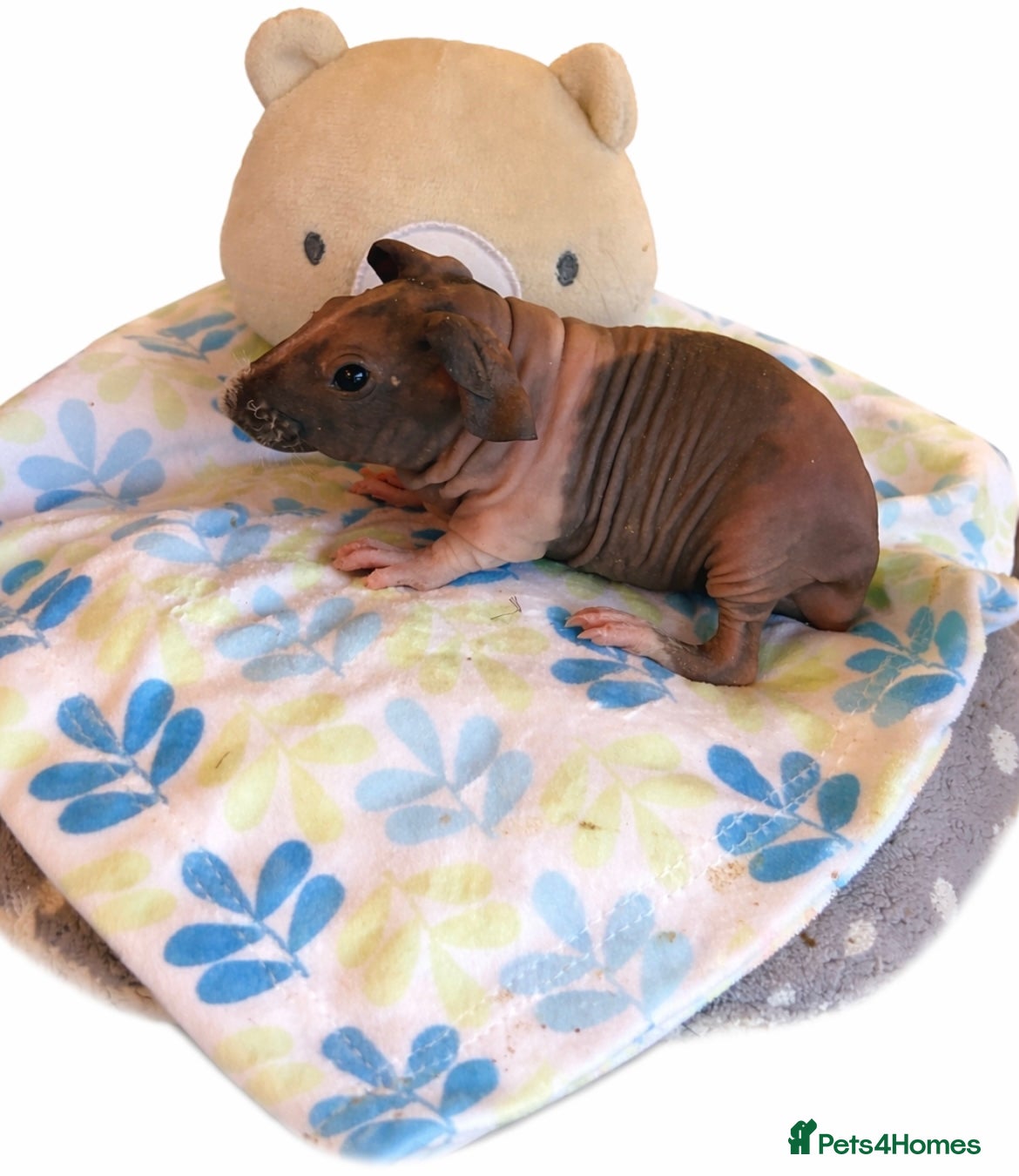 Guinea Pig rodents 🐹✨ Skinny Pigs & Werewolf Guinea Pigs ✨🐹 - Advert 18