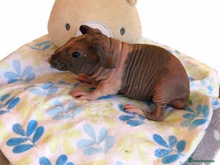 Guinea Pig rodents 🐹✨ Skinny Pigs & Werewolf Guinea Pigs ✨🐹 - Advert 18