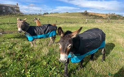 Donkey livestock for sale: 2 donkeys for sale - Image 9