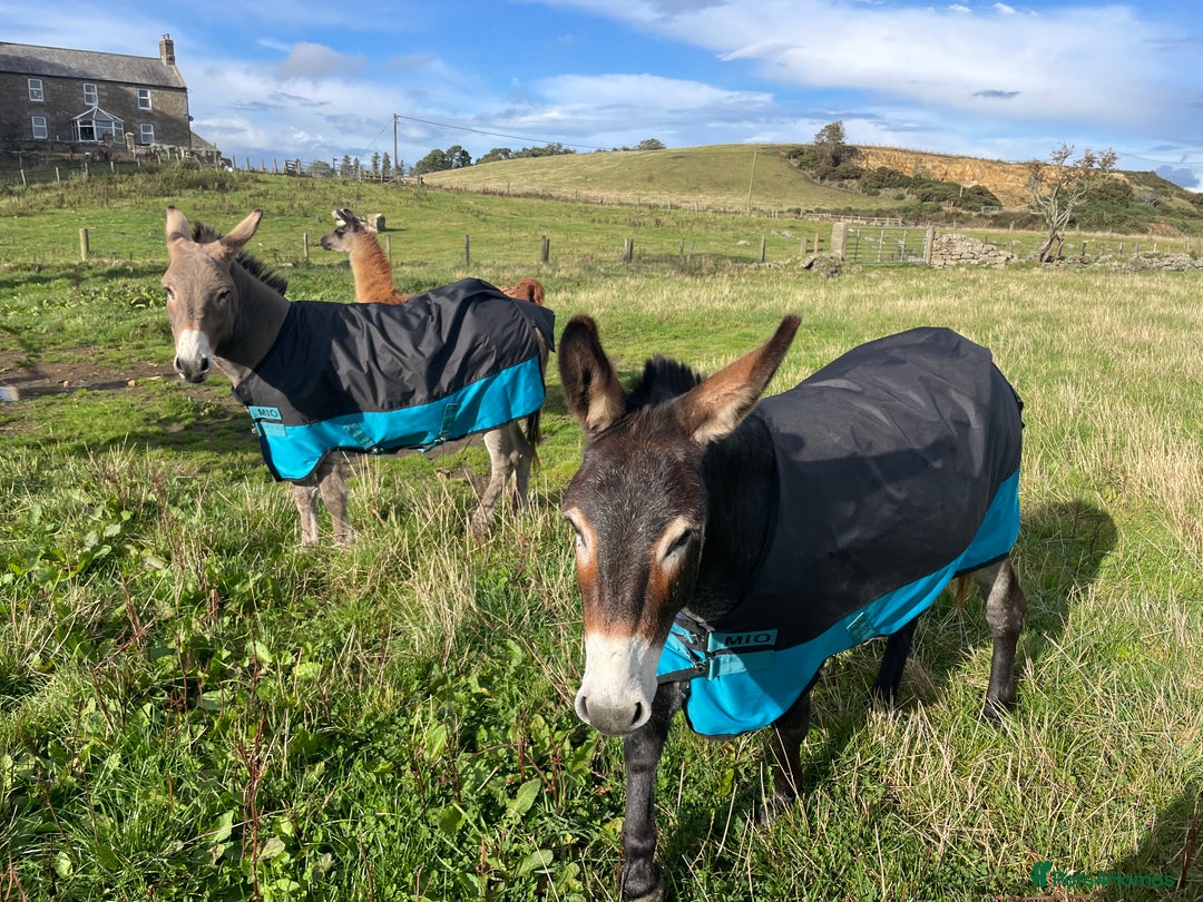 Donkey livestock for sale: 2 donkeys for sale - Image 9
