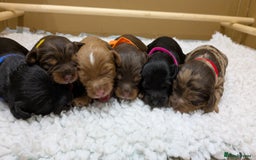 Cavapoo dogs for sale: F1 Cavapoos - Parents DNA Health Tested  - Advert 6