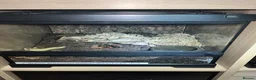 Tarantulas invertebrates for sale: 13 tarantulas and enclosures  in Manchester - Advert 9