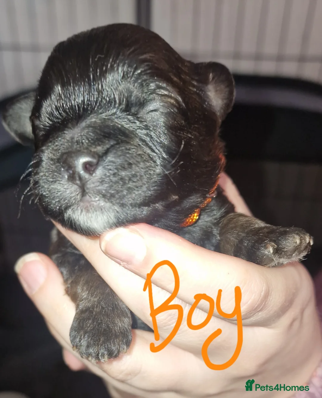 Mixed Breed dogs for sale: Floodle  - Advert 11