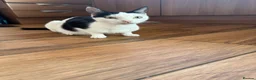 Mixed Breed cats for sale: Kittens for sale  - Advert 13