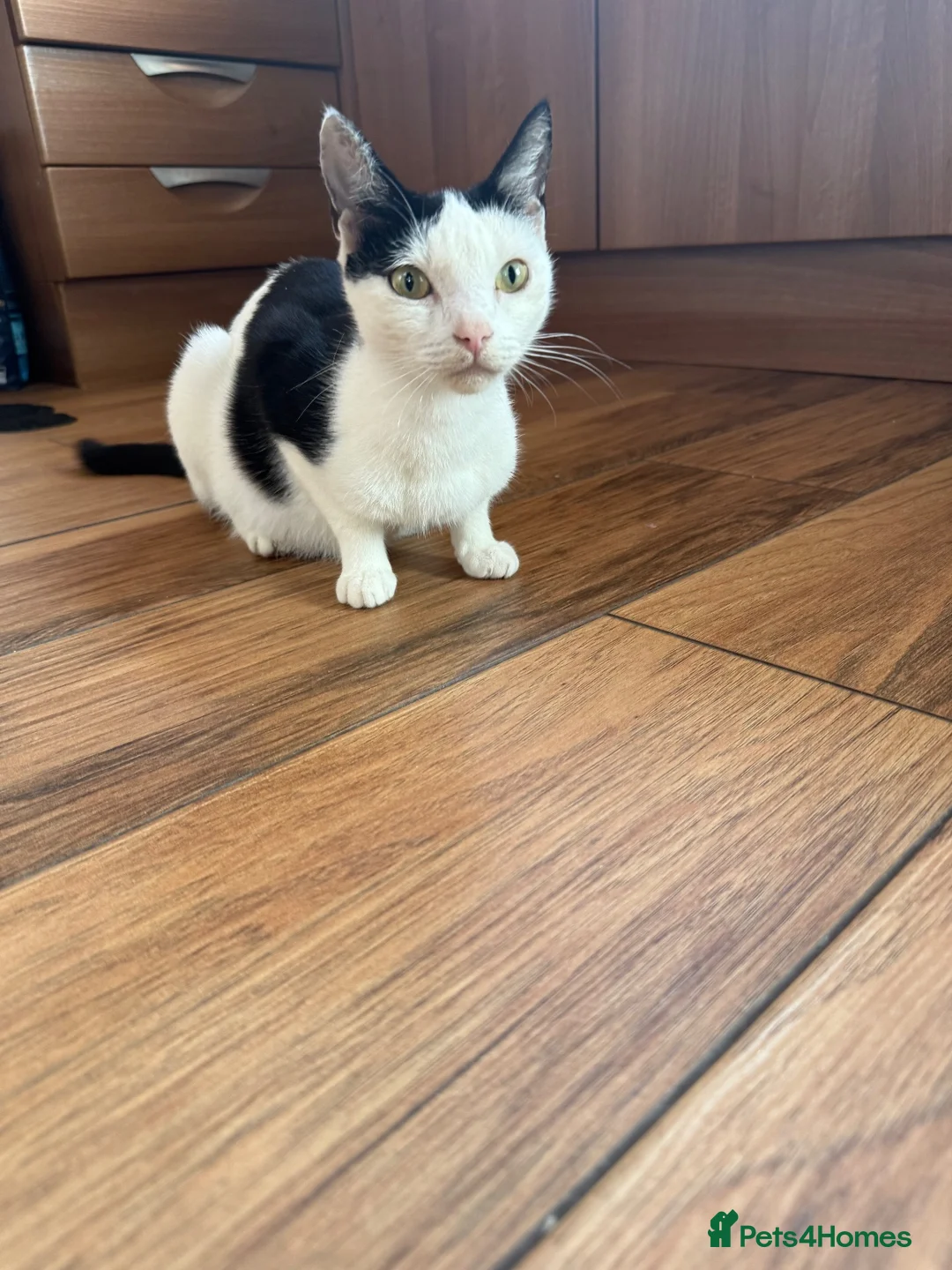 Mixed Breed cats for sale: Kittens for sale  - Advert 13
