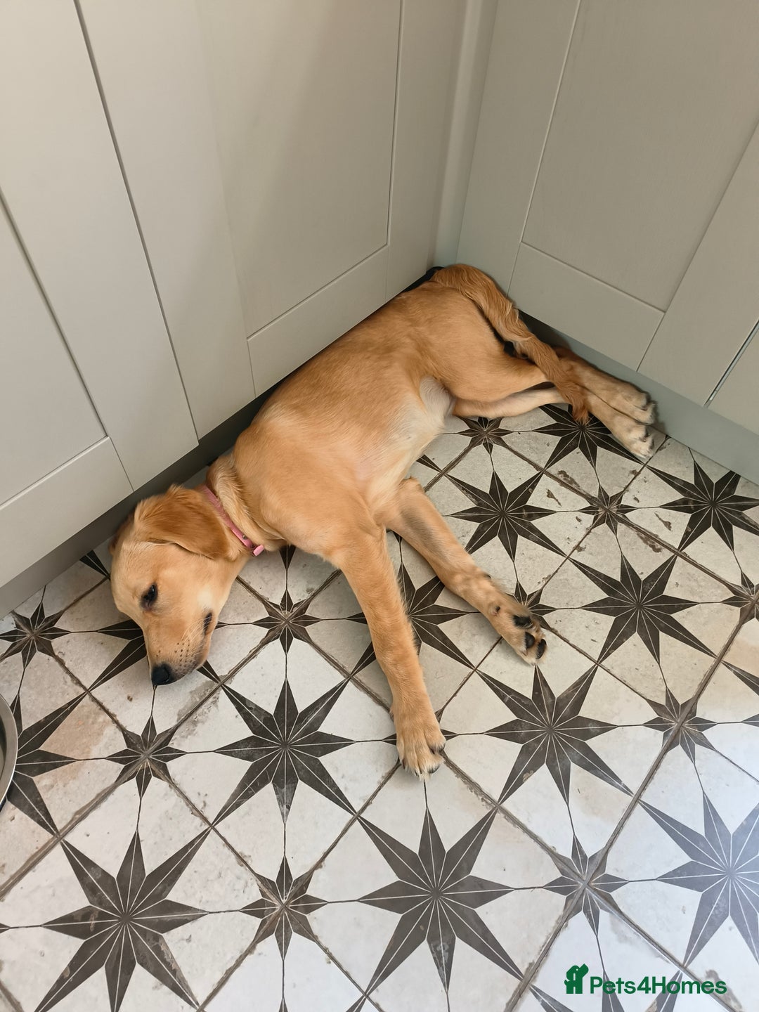 Golden Retriever dogs for sale: 6 month old golden retriever  - Image 18