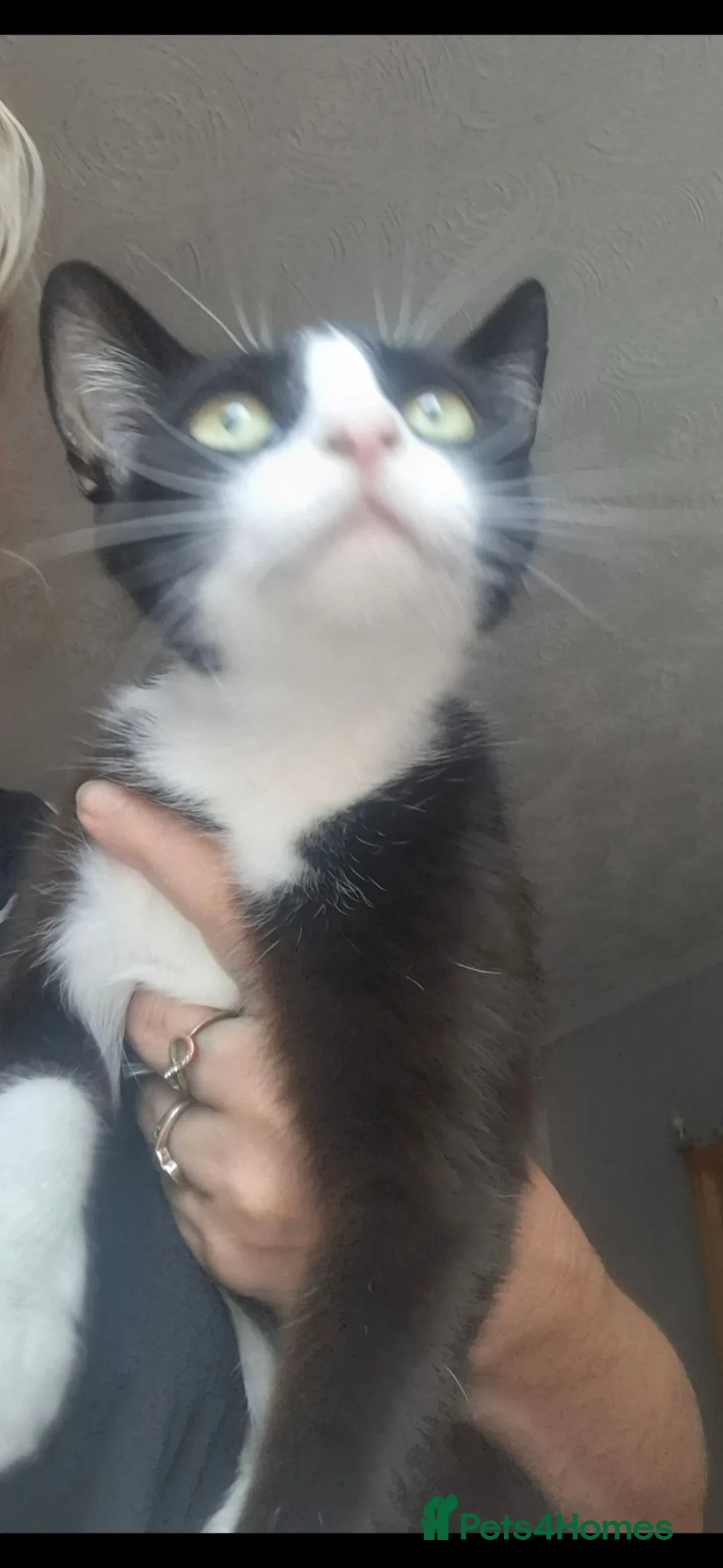 British Shorthair cats for sale: Black and white kittens.  in Colchester - Advert 5