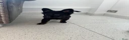 French Bulldog dogs for sale: Furbabys  - Advert 28