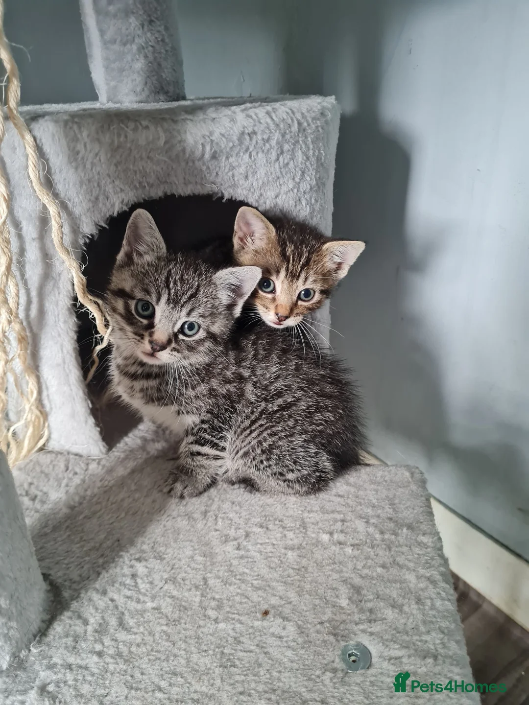 Mixed Breed cats for sale: For sale - Advert 2