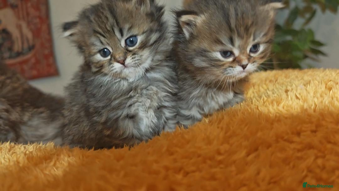 Siberian cats for sale: Siberian GCCFxGolden Chinchilla GCCF - Advert 8