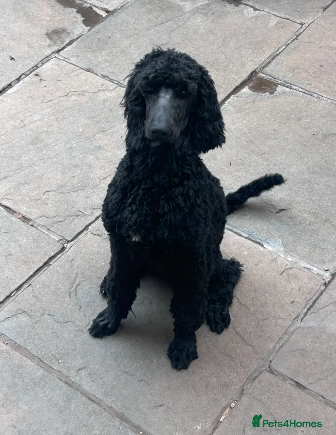 Labradoodle dogs for sale: 9 month old labradoodle F1B pups  - Advert 8