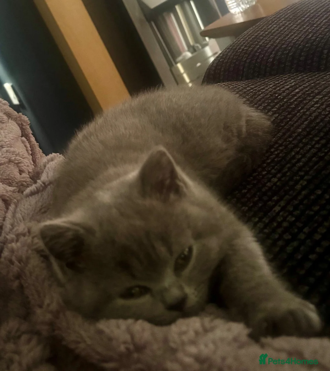 British Shorthair cats for sale: Three gorgeous kittens for sale in Northampton - Advert 6