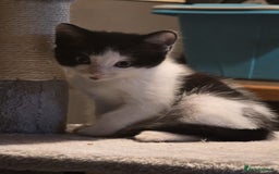 Mixed Breed cats for sale: Last boy left - Advert 5