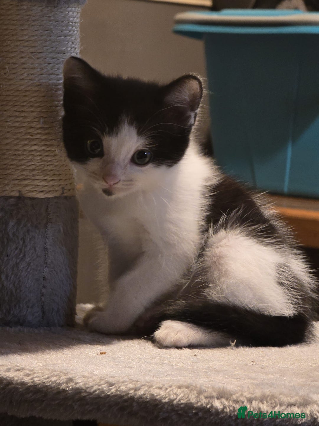 Mixed Breed cats for sale: Last boy left - Advert 5