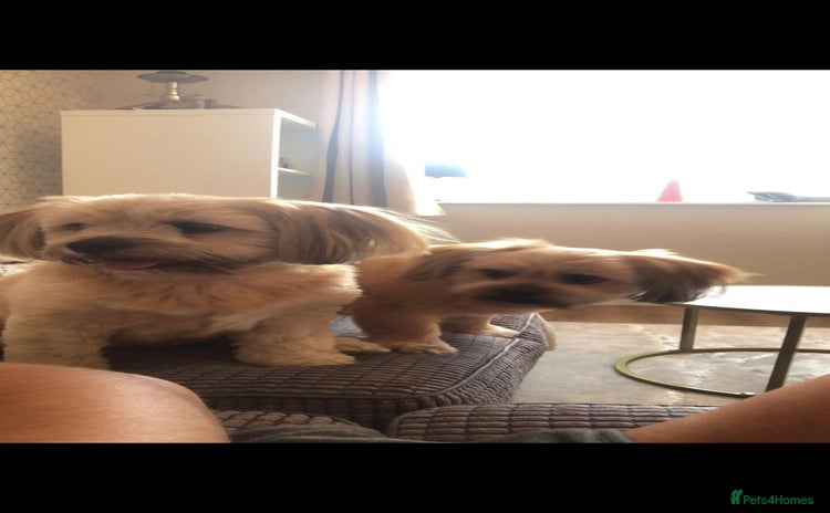 Mixed Breed dogs - Advert 5