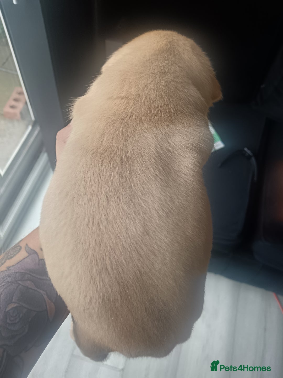 American Bully dogs for sale: American pocket bully ready to go - Image 6