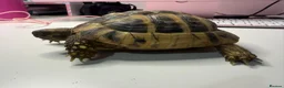 Tortoise reptiles for sale: Hermanns Tortoise and Full Set Up For Sale - Advert 4