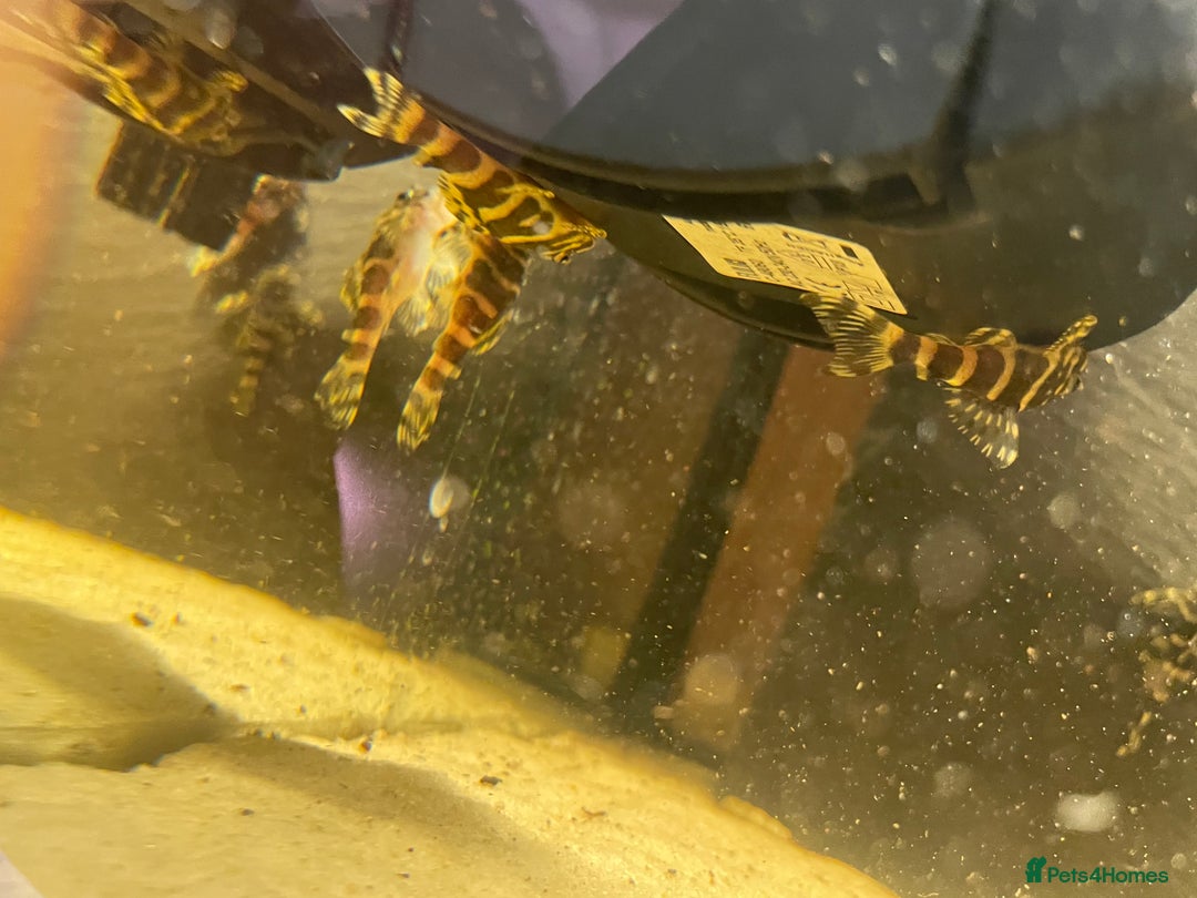 Plecos fish for sale: L134 leopard frog pleco juveniles - Image 9