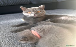 British Shorthair cats for sale: Beautiful Grey British Shorthair Kittens - Image 8