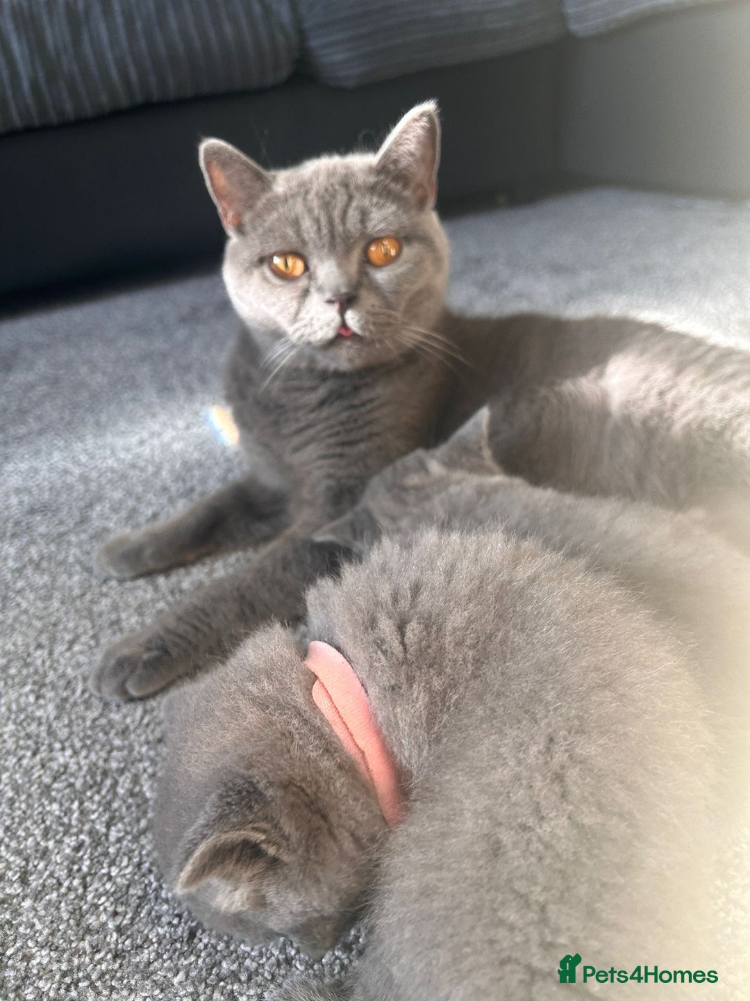 British Shorthair cats for sale: Beautiful Grey British Shorthair Kittens - Image 8