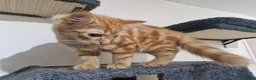 Mixed Breed cats for sale: Two Kittens Available - Advert 4