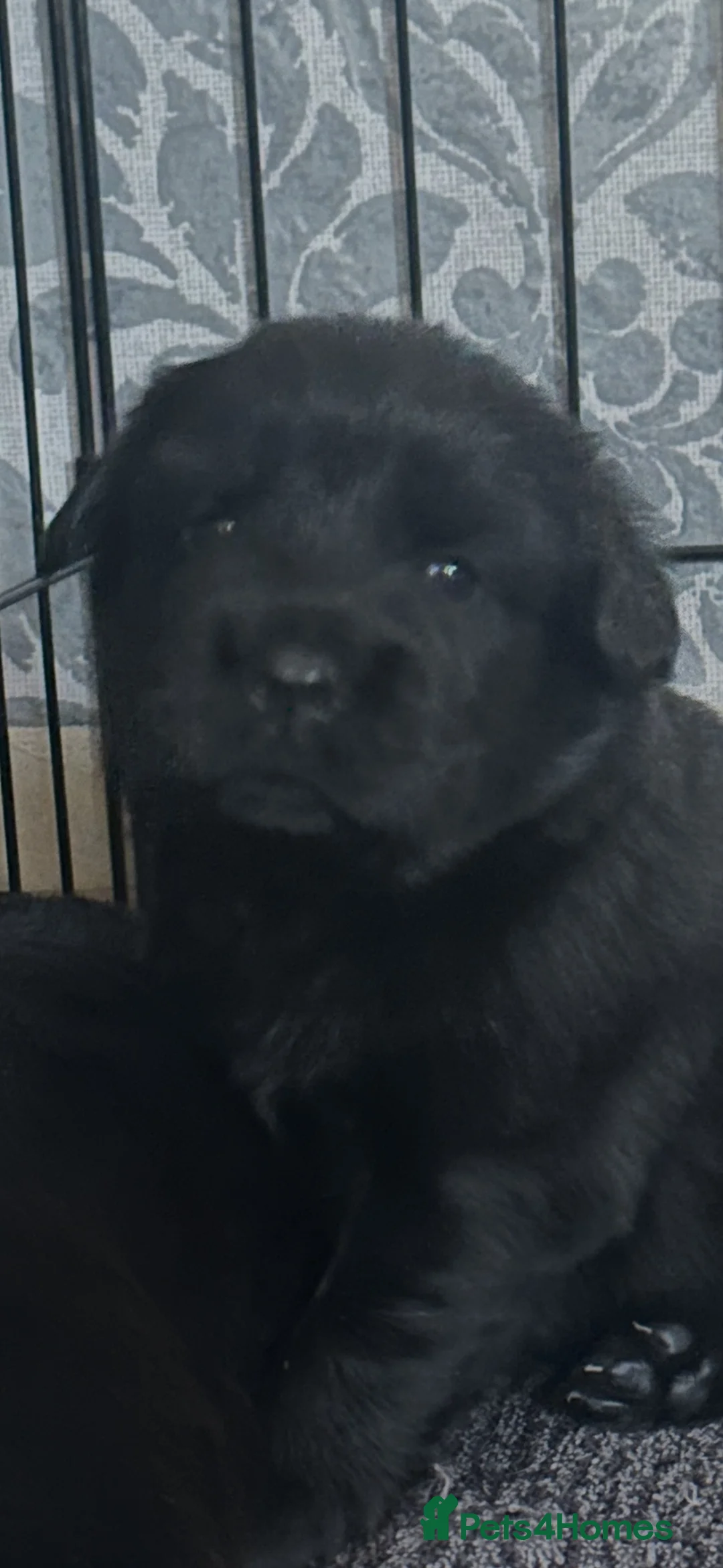 Mixed Breed dogs for sale: Springer spaniel x chow chow in Northampton - Advert 2