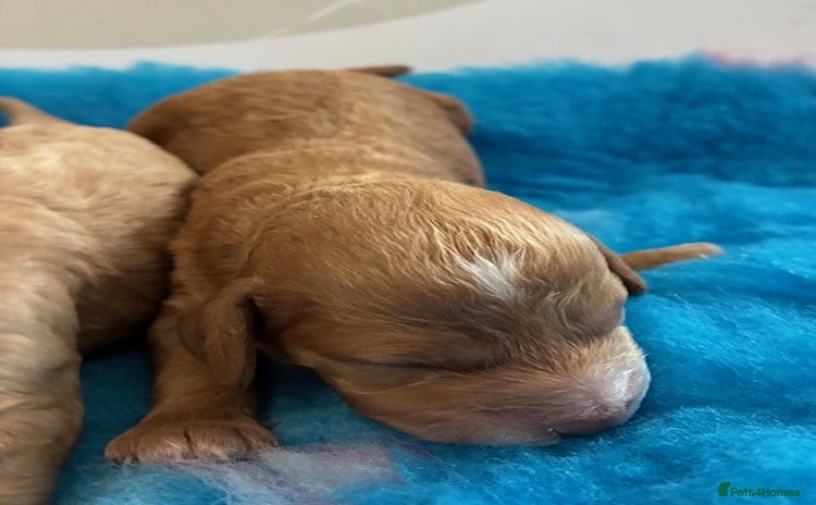 Cavapoo dogs - Advert 3
